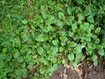 跡見群芳譜(野草譜 オオバコ)
